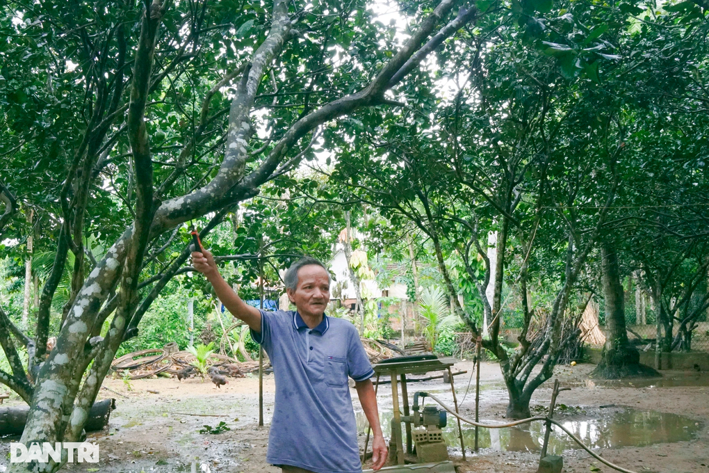 Thủ phủ cây ăn quả Hoài Ân khẳng định thương hiệu - 2 Thủ phủ cây ăn quả Hoài Ân khẳng định thương hiệu - 2