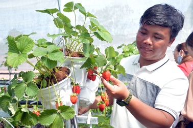 Check-in vườn dâu tây đầu tiên ở Cà Mau