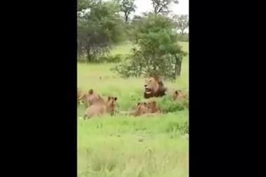 Là "chúa tể thảo nguyên", sư tử vẫn hoảng hốt bỏ chạy khi thấy loài vật này