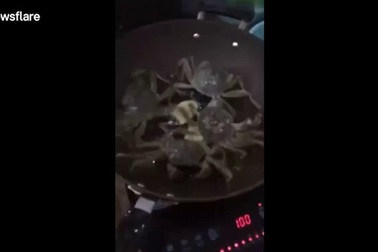 Bị đun trong chảo nóng, cua bò ra ngoài tắt bếp cứu đồng loại
