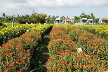 Mãn nhãn với làng hoa cúc nổi tiếng Nam Trung Bộ ngày giáp Tết