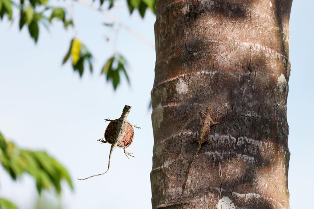 Năm Giáp Thìn và những con rồng ngoài đời thực ngày nay - 5