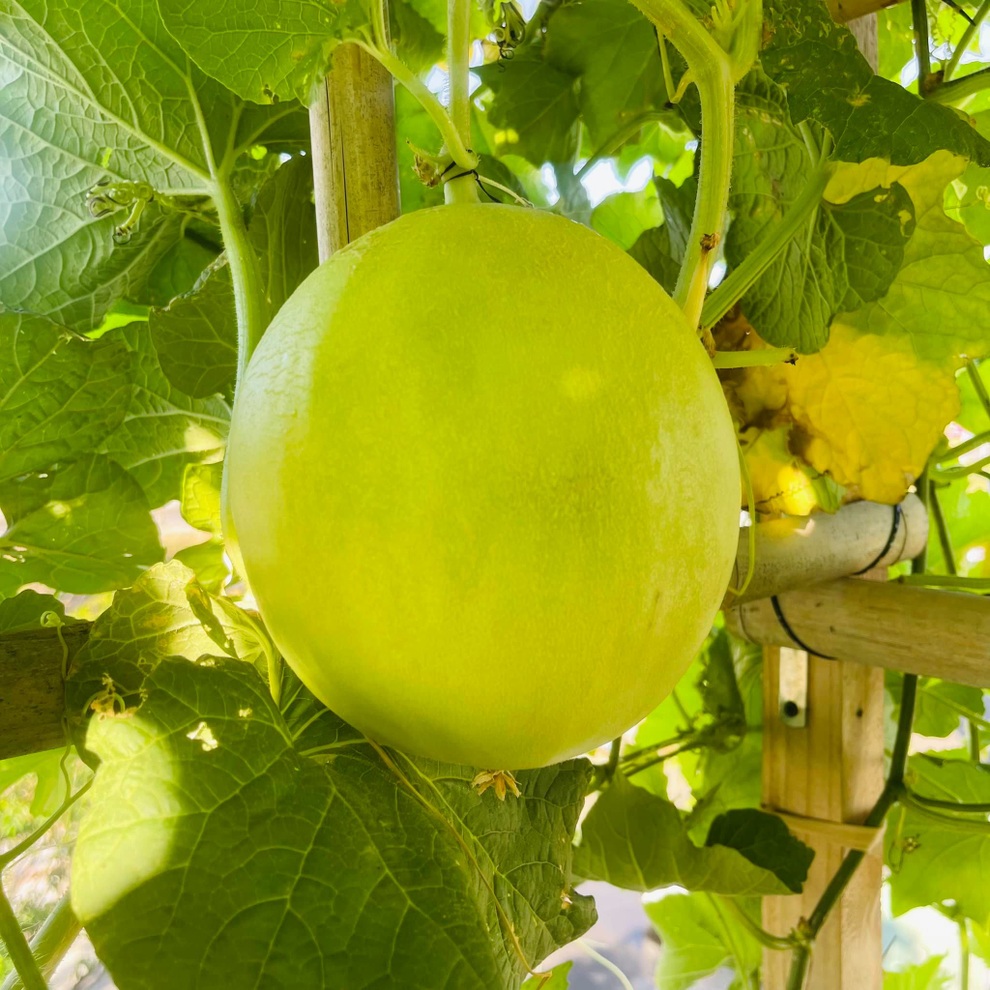 Gia chủ Đà Nẵng phủ xanh nóc nhà bằng vườn rau trái sum suê - 10