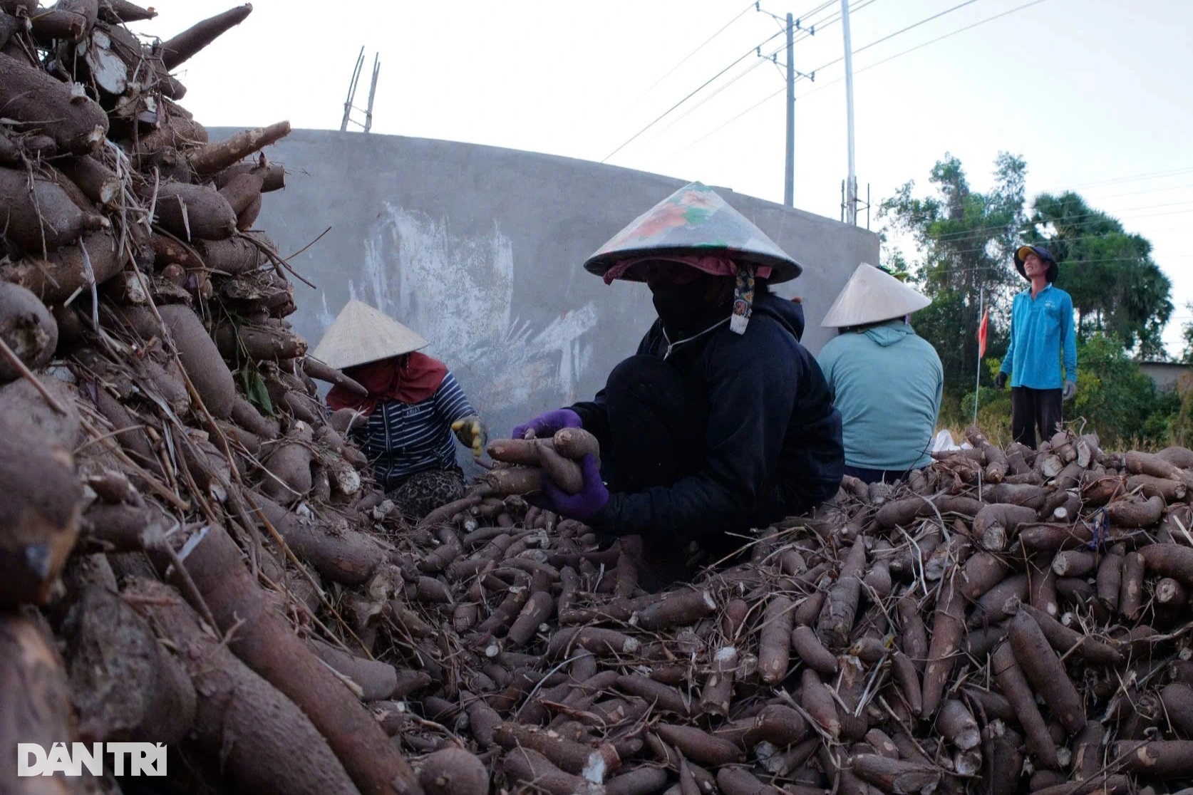 Danh tính một quốc gia mua nhiều sắn nhất của Việt Nam - 1