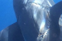 "Quái vật tiền sử" hồi sinh, để lại vết cắn chí mạng trên cá mập trắng?