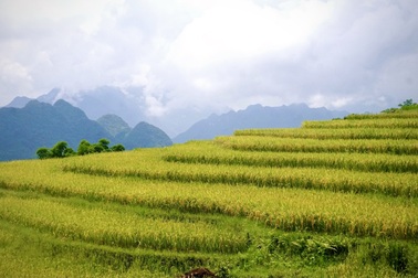 Rực rỡ mùa vàng trên đỉnh Pù Luông