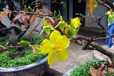 Mai, đào nở rộ khi Tết còn xa