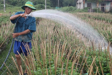 Người trồng hoa Tết trắng tay sau lũ