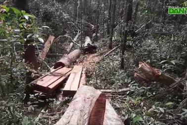 Cận cảnh cánh rừng của huyện Ia Grai bị "xẻ thịt"