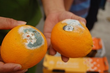 Phát hiện kho chứa hoa quả bán cho siêu thị lên mốc xanh, thối hỏng