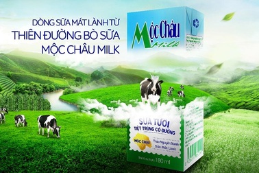 Mộc Châu, "Thiên đường bò sữa" là có thật tại Việt Nam