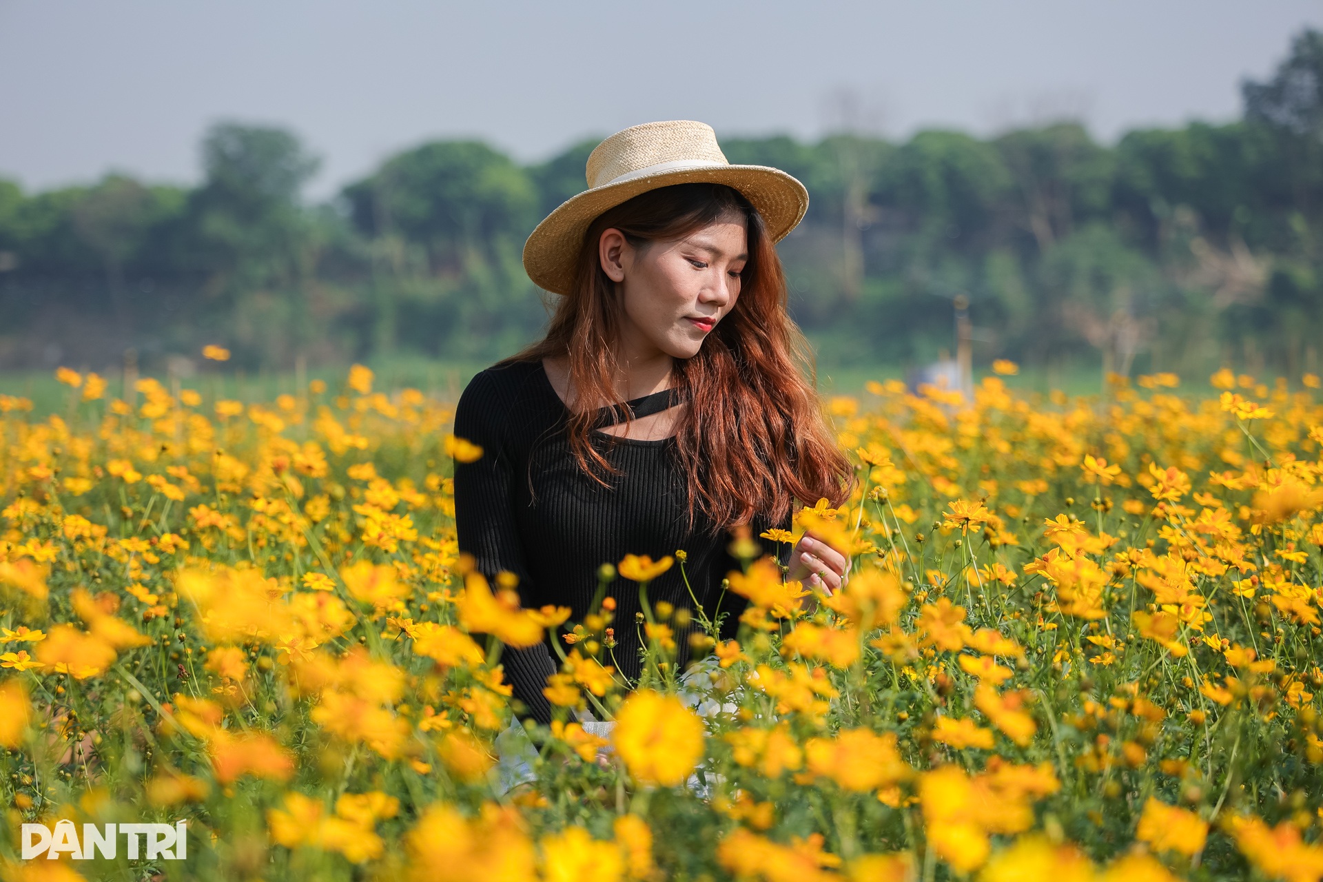 Vakna klockan 3 på morgonen, resa 30 km för att ta virtuella foton i krysantemumträdgården vid foten av Long Bien-bron - 5 Dậy từ 3h, vượt 30km chụp ảnh sống ảo ở vườn hoa cúc chân cầu Long Biên - 5