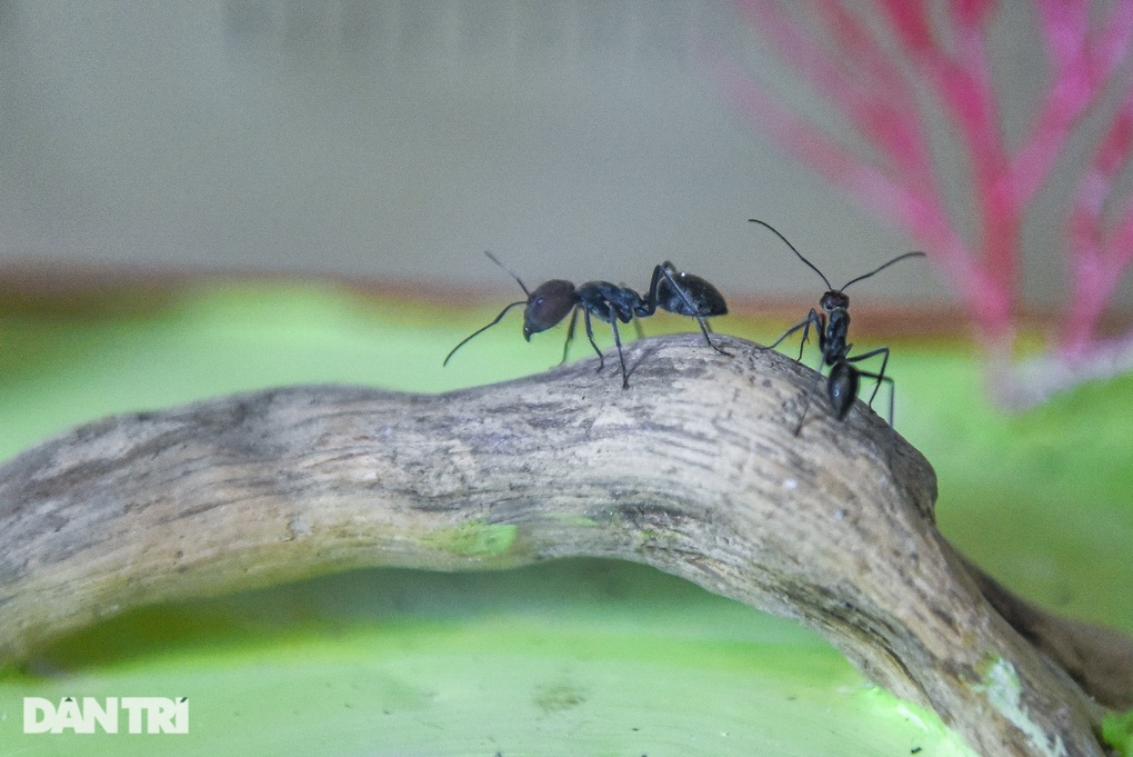 Độc đáo 9X Hà Nội nuôi đàn kiến cả nghìn con làm thú cưng - 8 Độc đáo 9X Hà Nội nuôi đàn kiến cả nghìn con làm thú cưng - 8