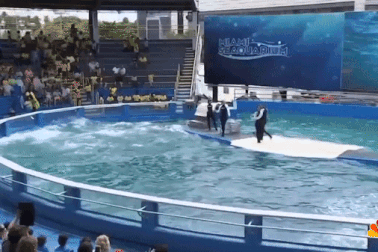 Bi kịch của chú cá voi sát thủ già nhất thế giới, 50 năm bị giam cầm