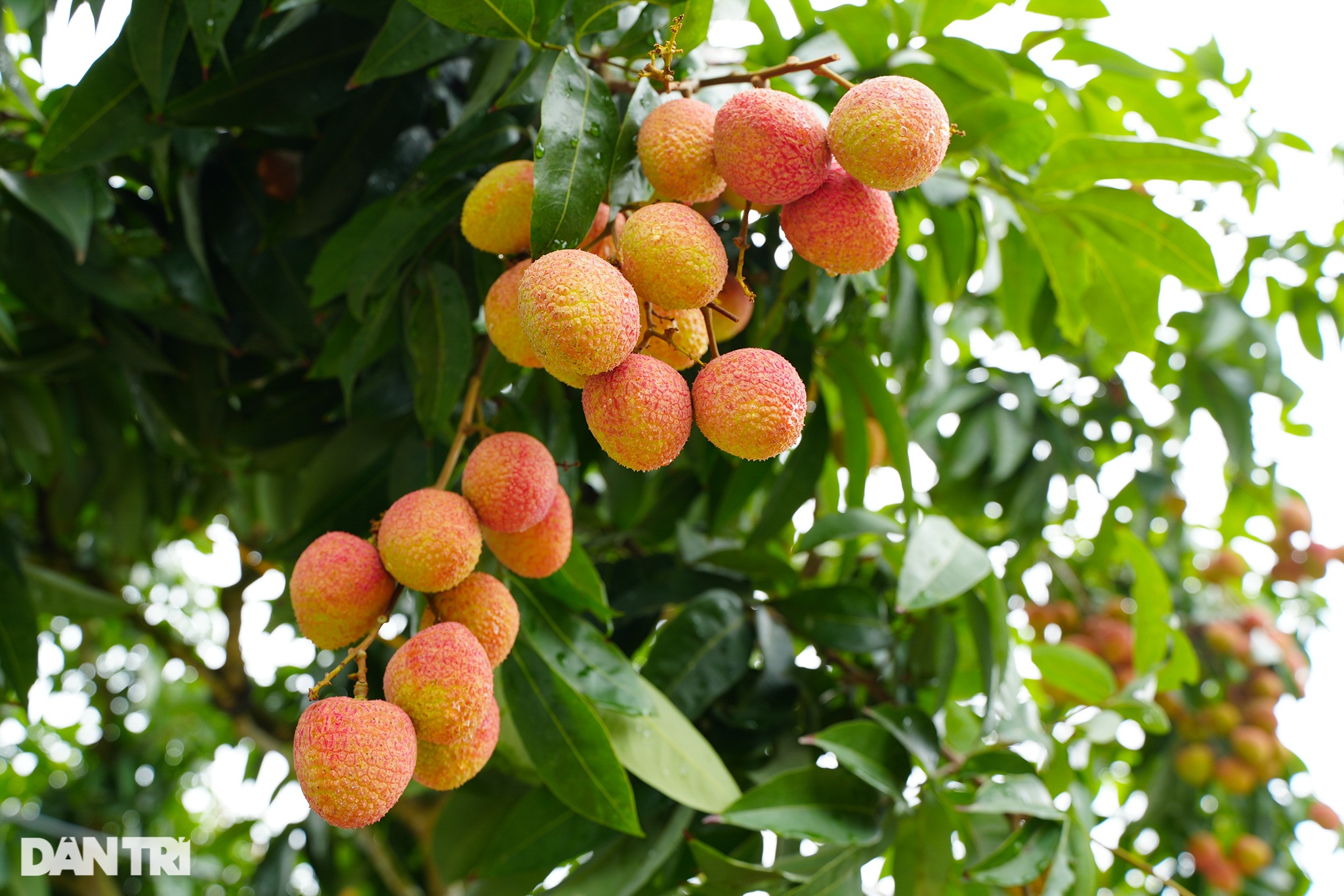 Nông dân Thanh Hà tấp nập chở vải đi bán, xếp hàng dài lấy số vào cân hàng - 3 Nông dân Thanh Hà tấp nập chở vải đi bán, xếp hàng dài lấy số vào cân hàng - 3