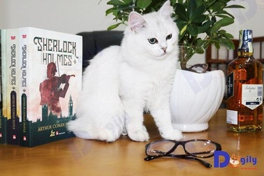 Dogily Petshop - Mang niềm vui thú cưng đến mỗi gia đình