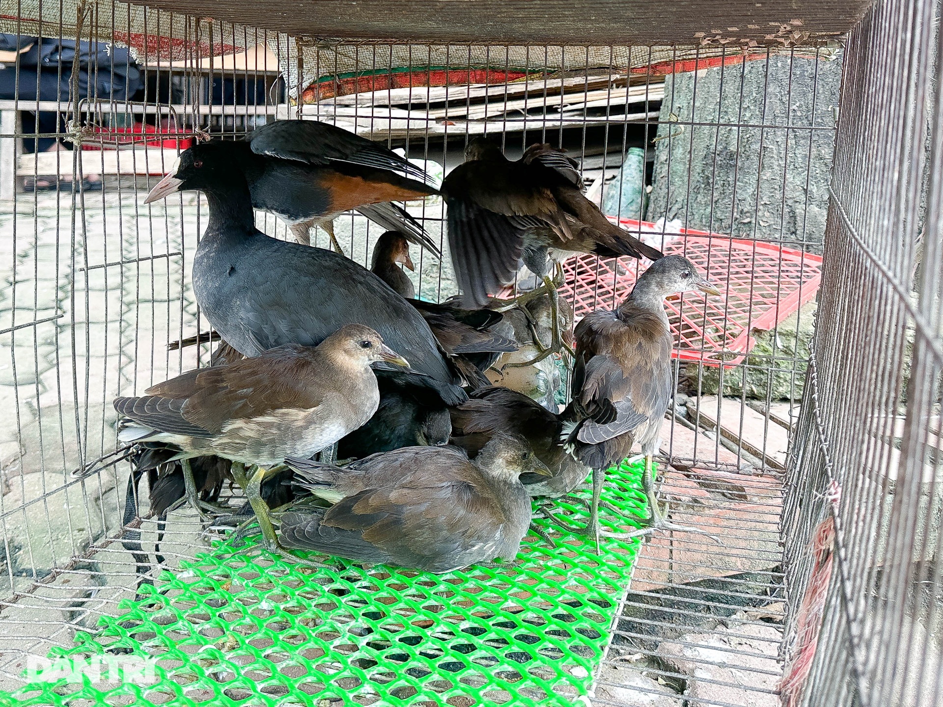 Nghĩa địa chim trời ở Hà Nội - nơi xử tử hàng trăm con chim mỗi ngày - 6 Nghĩa địa chim trời ở Hà Nội - nơi xử tử hàng trăm con chim mỗi ngày - 6
