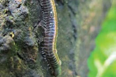 Thực hư bài thuốc hít bột “con trăm chân” để cai rượu