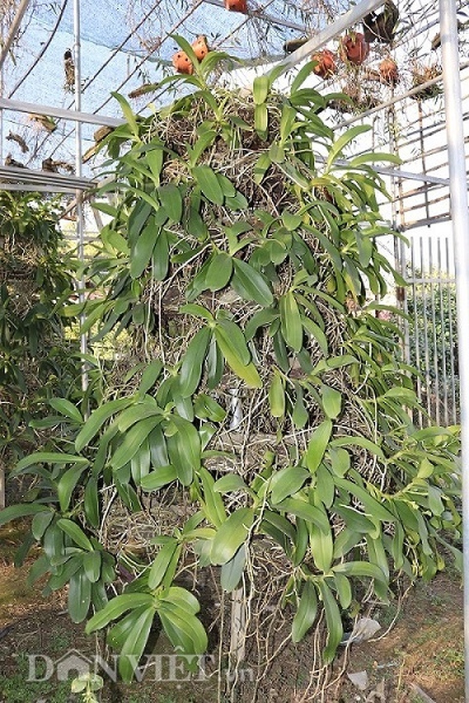 Lạ mà hay: Cho lan rừng uống nước luộc đu đủ thu hàng trăm triệu - 6 Lạ mà hay: Cho lan rừng uống nước luộc đu đủ thu hàng trăm triệu - 6
