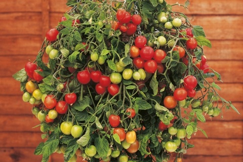 Những loại rau bạn có thể trồng xanh tốt ở trong nhà