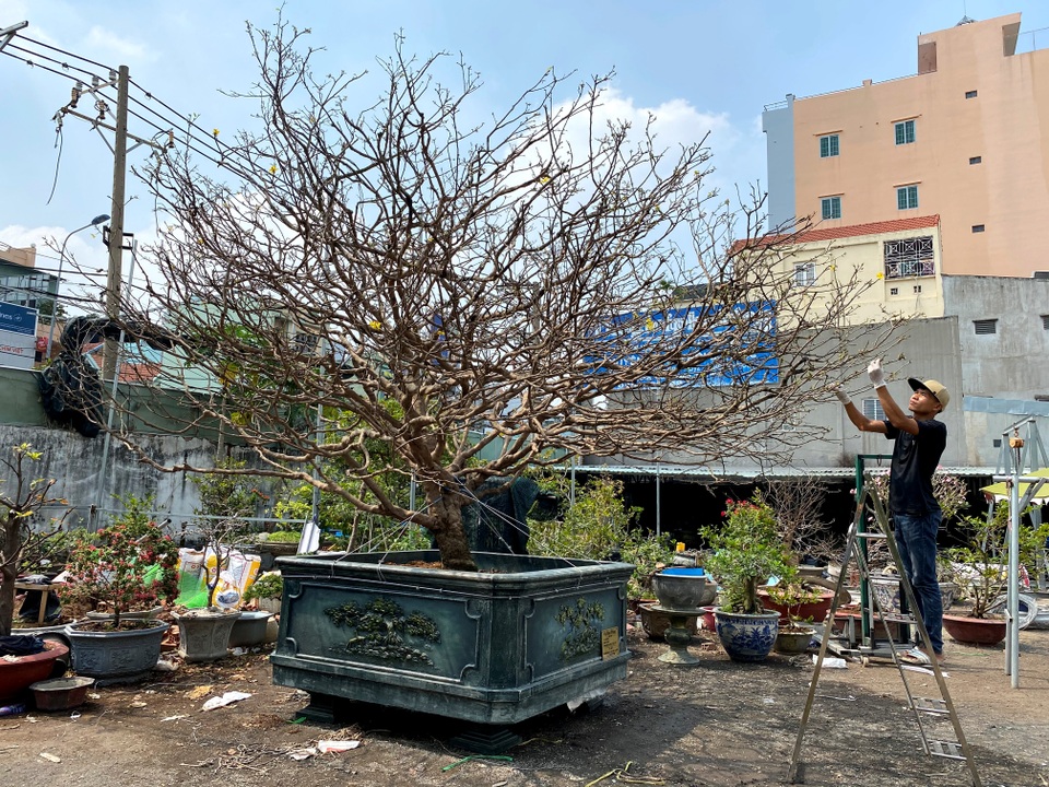 Lão mai trăm tuổi, tán rộng 8m, dân chơi trả giá tiền tỷ vẫn không bán - 1 Lão mai trăm tuổi, tán rộng 8m, dân chơi trả giá tiền tỷ vẫn không bán - 1