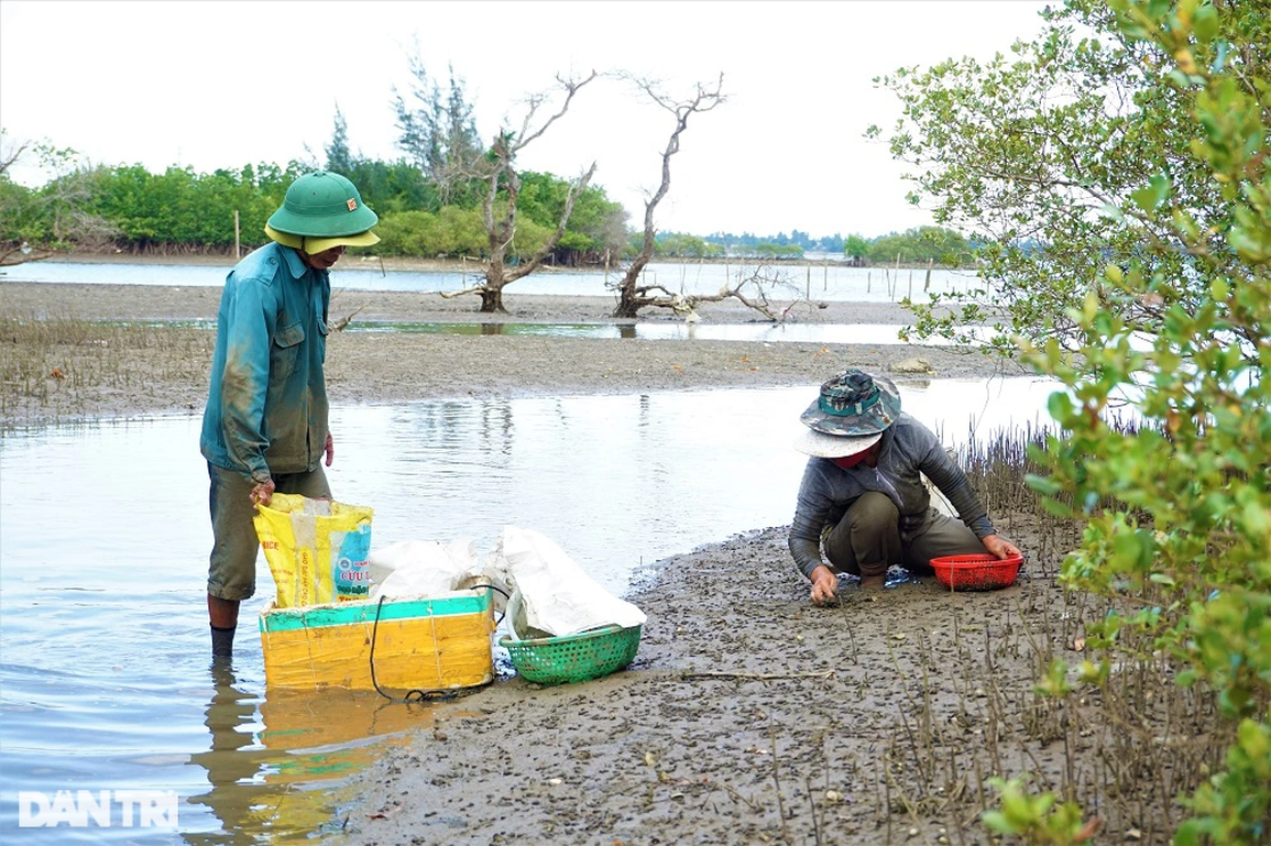 Lội sông, cào bùn nhặt sản vật trời cho ở rừng ngập mặn - 4 Lội sông, cào bùn nhặt sản vật trời cho ở rừng ngập mặn - 4