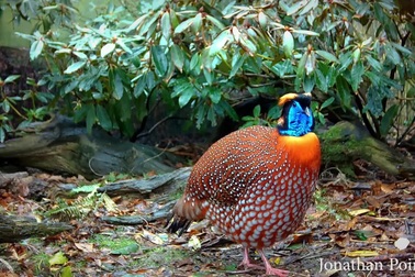 Gà lôi tía trống khoe vẻ đẹp để tán tỉnh con mái