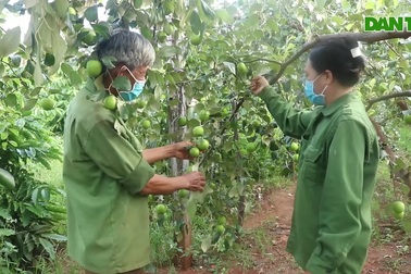 Mô hình táo trên vùng đất sỏi đá