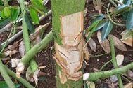Vườn "cây tỷ đô" của nông dân liên tiếp bị chặt phá, đẽo gốc