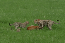 Linh dương dùng trí khôn thoát khỏi 3 con báo săn