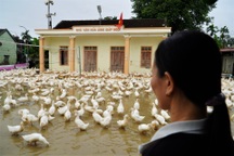 Người dân quay cuồng trong lũ, đàn vịt nghìn con "ở nhờ" nhà văn hóa