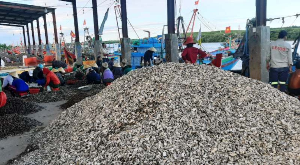 Cảng cá đứng trước nguy cơ bồi lắng vì hàng núi vỏ ốc bủa vây tại Nghệ An - 5 Cảng cá đứng trước nguy cơ bồi lắng vì hàng núi vỏ ốc bủa vây tại Nghệ An - 5