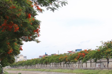 Hà Nội đẹp rực rỡ với dải phượng vĩ dài 8km