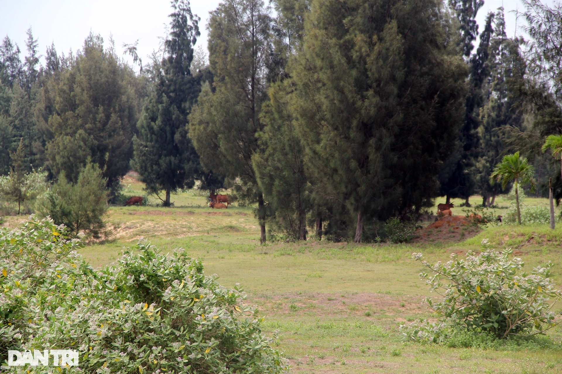 Dự án từng phá 40ha rừng phòng hộ ven biển để làm sân golf giờ ra sao? - 11 Dự án từng phá 40ha rừng phòng hộ ven biển để làm sân golf giờ ra sao? - 11