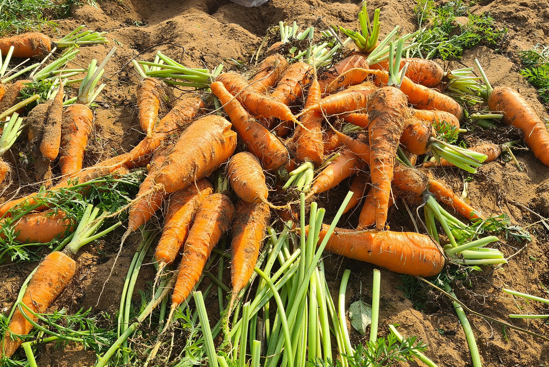 Nông dân lãi đậm nhờ liều trồng cà rốt vượt bão - 10