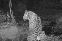 "Bóng ma rừng rậm" tái xuất tại Thái Lan