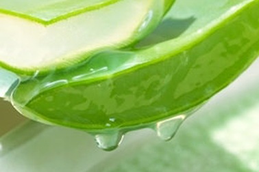 Những điều có thể chưa biết về cây lô hội