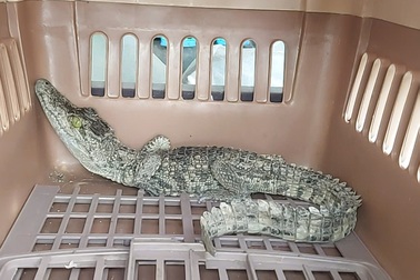 Cá sấu quý hiếm nặng gần 2kg bò vào nhà dân ở TPHCM