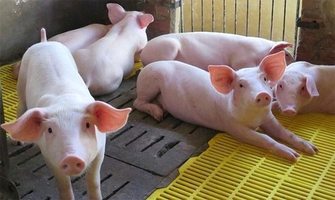Giá lợn hơi ngày 6/10: Không ngừng giảm, thấp nhất 70.000 đồng/kg - Ảnh 1.