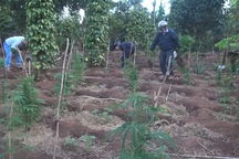 Trồng xen canh hơn 1.000 cây cần sa trên rẫy hồ tiêu