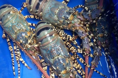 Tôm hùm bông 20 triệu đồng/con, hàng Việt siêu hiếm nhà giàu cũng khó mua