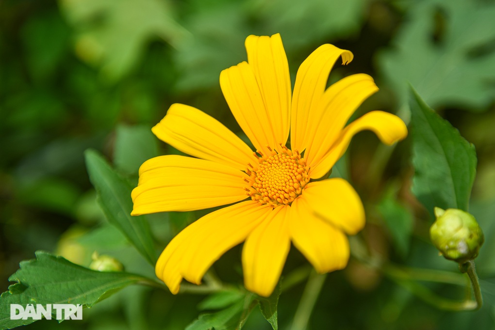 Ngắm vườn hoa dã quỳ 200 cây phủ sắc vàng giữa lòng Hà Nội - 2 Ngắm vườn hoa dã quỳ 200 cây phủ sắc vàng giữa lòng Hà Nội - 2