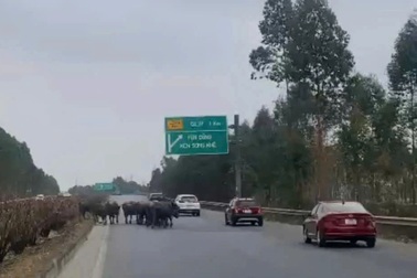 Xử phạt người để đàn trâu đi lạc vào đường cao tốc Hà Nội - Bắc Giang