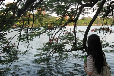 Phượng hồng tháng 5