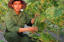 Trai 9x trồng dưa chuột to và tròn lãi chục triệu/tháng