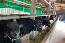 Nuôi bò "lực sĩ" 3B nhập từ Bỉ, nặng cả tấn, bán mỗi con nông dân lãi 35 triệu đồng