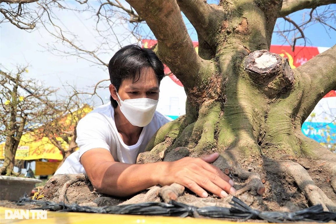 Cụ mai trăm tuổi có bộ đế siêu khủng, hai người đàn ông ôm không hết - 5 Cụ mai trăm tuổi có bộ đế siêu khủng, hai người đàn ông ôm không hết - 5