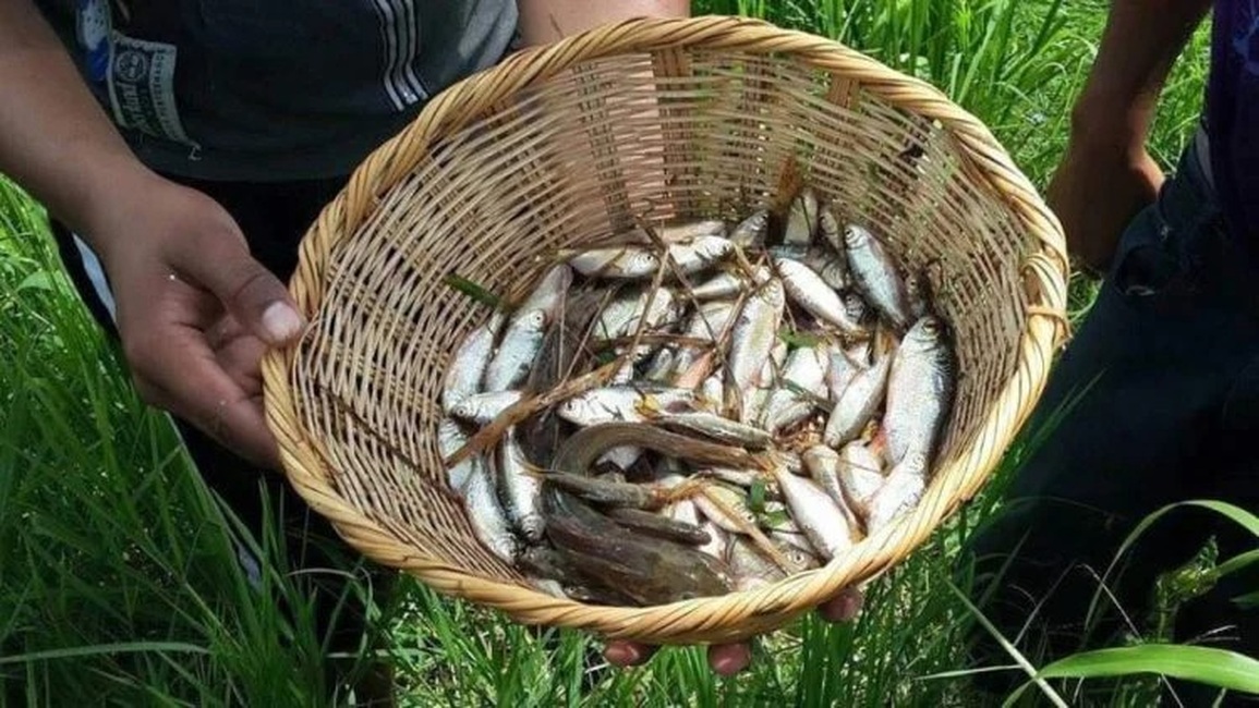 Bí ẩn những cơn mưa cá xảy ra mỗi năm một lần - 1 Bí ẩn những cơn mưa cá xảy ra mỗi năm một lần - 1