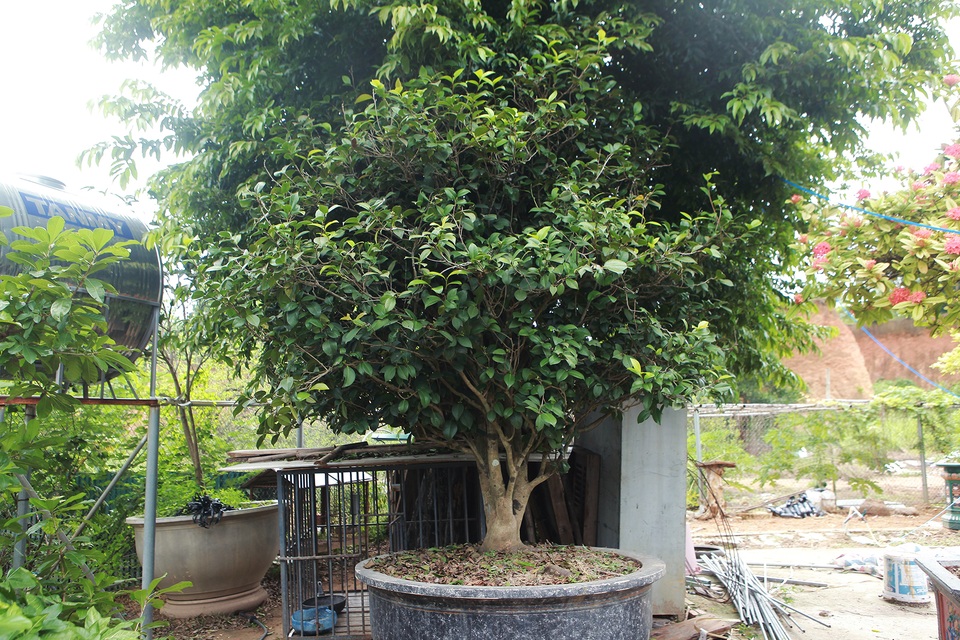 Đã mắt với những cây trà cổ thụ tiền tỷ của “ông vua trà” Việt Nam - 4 Đã mắt với những cây trà cổ thụ tiền tỷ của “ông vua trà” Việt Nam - 4