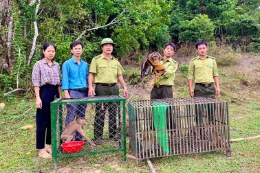 Thả nhiều cá thể động vật quý hiếm về tự nhiên